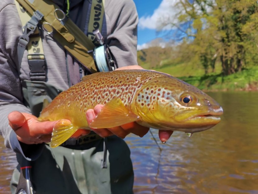 Ashford House trout - AA of Crickhowell